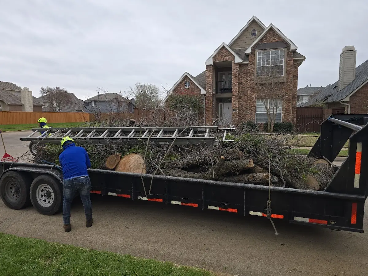 Expert Tree Removal with proper safety equipment in Petersburg